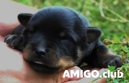 Rottweiler kutsikas, mees, naissoost show class FCI Chelyabinsk  Chelyabinsk - изображение 1