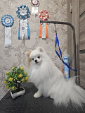 Saksa suurspits väike mees show class FCI paaritumiseks Chelyabinsk  Chelyabinsk