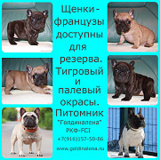 Französische bulldogge hündchen, männlich, weiblich breed class FCI Moscow  Moscow
