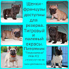 Bouledogue français chiot, masculin, femme breed class FCI Moscow  Moscow