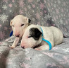 Bull terrier hündchen, männlich show class FCI Krasnodar  доставка из г.Krasnodar