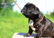 French bulldog puppy, female show class FCI Ivanovo  Delivery from Ivanovo