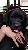 Labrador retriever puppy, female FCI Novokuznetsk  Delivery from Novokuznetsk
