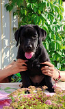 Labrador retriever puppy, female FCI Novokuznetsk  Delivery from Novokuznetsk