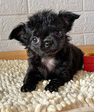 Chihuahua long-haired puppy, male breed class FCI Miass  Delivery from Miass