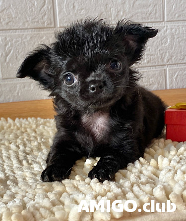 Chihuahua long-haired puppy, male breed class FCI Miass  Miass - photo 1