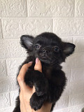 Chihuahua poil court chiot, masculin, femme breed class FCI Miass  доставка из г.Miass