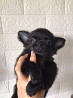 Chihuahua short-haired puppy, male, female breed class FCI Miass  Delivery from Miass