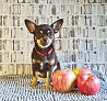 Chihuahua short-haired adult, female show class FCI Miass  Miass