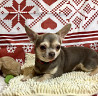 Chihuahua short-haired adult, female breed class FCI Miass  Delivery from Miass