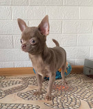 Chihuahua poil court junior, masculin pet class FCI Miass  доставка из г.Miass