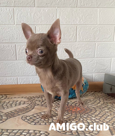 Chihuahua lühikarvaline noorem, mees pet class FCI Miass  Miass - изображение 1