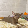 Chihuahua kurzhaar hündchen, männlich breed class FCI Miass  доставка из г.Miass