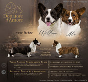 Welsh corgi cardigan puppy, male, female FCI Moscow 