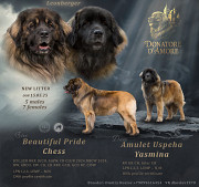 Leonberger puppy, male, female FCI Moscow 