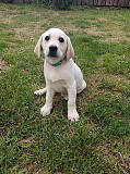 Labrador retriever puppy, male, female show class FCI Moscow  Moscow