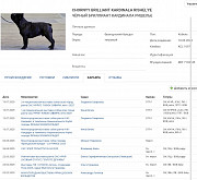 French bulldog junior, male show class FCI Novosibirsk  Novosibirsk