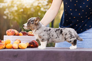 Welsh corgi cardigan cachorro, mujer show class FCI Moscow  Delivery from Moscow