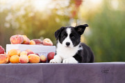 Welsh corgi cardigan cachorro, masculino show class FCI Moscow  Delivery from Moscow