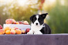 Welsh corgi cardigan cachorro, masculino show class FCI Moscow  Delivery from Moscow