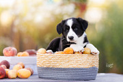 Welsh corgi cardigan cachorro, mujer pet class FCI Moscow  Delivery from Moscow