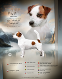Jack russell terrier male show class FCI for mating Vladimir  Delivery from Vladimir