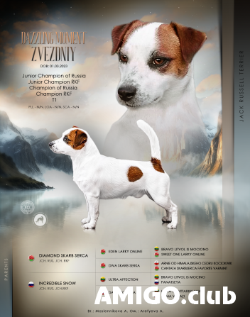 Jack russell terrier male show class FCI for mating Vladimir  Vladimir - photo 1