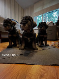 Schnauzer pfeffersalz hündchen, männlich, weiblich show class FCI Krasnogorsk  Krasnogorsk