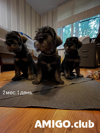Vidējais šnaucers pipari un sāls kucēns, vīrietis, sieviete show class FCI Krasnogorsk  Krasnogorsk - изображение 1