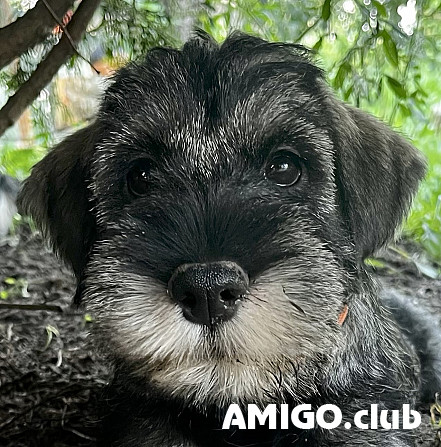 Schnauzer poivre et sel chiot, masculin, femme show class FCI Krasnogorsk  Krasnogorsk - изображение 1