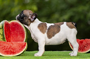 Bouledogue français chiot, masculin, femme breed class FCI Perm  Perm