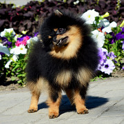 German spitz toy (pomeranian) puppy, male FCI Biysk  Delivery from Biysk