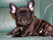 Franču buldogs kucēns, sieviete breed class FCI Moscow  доставка из г.Moscow