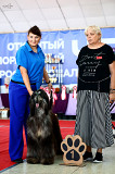 Lévrier afghan chiot, masculin show class FCI Novosibirsk  Novosibirsk