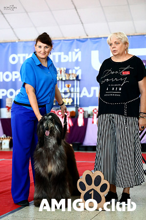 Afghanischer windhund hündchen, männlich show class FCI Novosibirsk  Novosibirsk - изображение 1