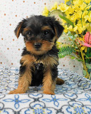 Yorkshire terrier hündchen, männlich, weiblich KC Bratislava  Bratislava
