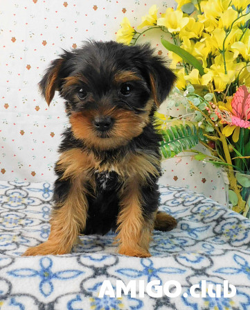 Yorkshire terrier hündchen, männlich, weiblich KC Bratislava  Bratislava - изображение 1