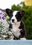 Welsh corgi cardigan kutsikas, mees, naissoost FCI Sankt-Peterburg  Sankt-Peterburg