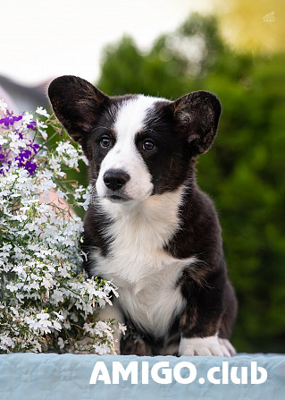 Welsh corgi cardigan kutsikas, mees, naissoost FCI Sankt-Peterburg  Sankt-Peterburg - изображение 1