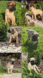 Bulmastifas šuniukas, patinas, moteris breed class FCI Moscow  доставка из г.Moscow
