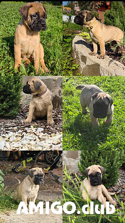 Bulmastifas šuniukas, patinas, moteris breed class FCI Moscow  Moscow - изображение 1