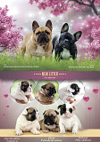 Bulldog francés cachorro, mujer show class FCI Moscow  Delivery from Moscow