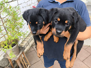 Rottweiler pentu, uros, nainen FCI Tol'yatti  Tol'yatti