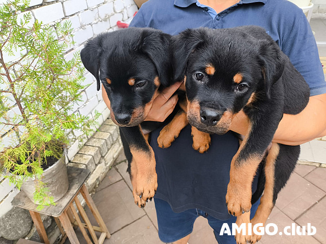 Rottweiler pentu, uros, nainen FCI Tol'yatti  Tol'yatti - изображение 1