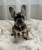 Französische bulldogge hündchen, männlich breed class FCI Amsterdam  доставка из г.Amsterdam