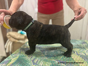Bullmastiff cachorro, masculino, mujer show class FCI Khanty-Mansiysk  Delivery from Khanty-Mansiysk