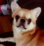 Chihuahua short-haired adult, male show class FCI Murmansk  Delivery from Murmansk