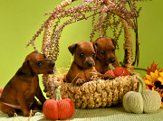 Zwergpinscher hündchen, männlich, weiblich FCI Moscow  Moscow