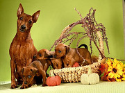 Kääpiöpinseri pentu, uros, nainen FCI Moscow  Moscow