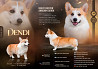 Welsh corgi pembroke uros show class FCI parittelua varten Tula  доставка из г.Tula